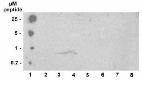 Anti-phospho-Histone H3 (Thr3) Antibody, clone JY325, rabbit monoclonal culture supernatant, clone JY325, Upstate&#174;