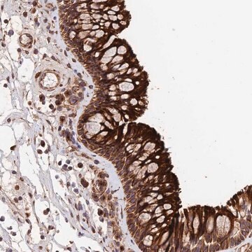 Anti-EMC3 antibody produced in rabbit Prestige Antibodies&#174; Powered by Atlas Antibodies, affinity isolated antibody, buffered aqueous glycerol solution