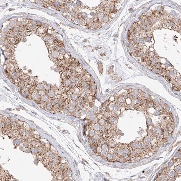 Anti-XKR3 antibody produced in rabbit Prestige Antibodies&#174; Powered by Atlas Antibodies, affinity isolated antibody, buffered aqueous glycerol solution