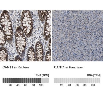 Anti-CANT1 antibody produced in rabbit Prestige Antibodies&#174; Powered by Atlas Antibodies, affinity isolated antibody, buffered aqueous glycerol solution, Ab1