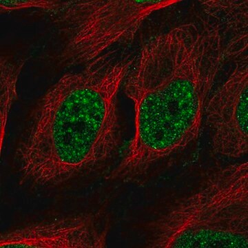 Anti-RAD52 antibody produced in rabbit Prestige Antibodies&#174; Powered by Atlas Antibodies, affinity isolated antibody