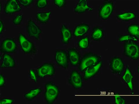 Monoclonal Anti-SERBP1 antibody produced in mouse clone 1D2-2E9, purified immunoglobulin, buffered aqueous solution