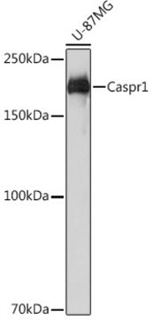 Anti-Caspr1 Antibody, clone 8O5H6, Rabbit Monoclonal