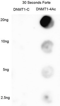 Anti-DNMT1 Antibody, Ac-4K from rabbit