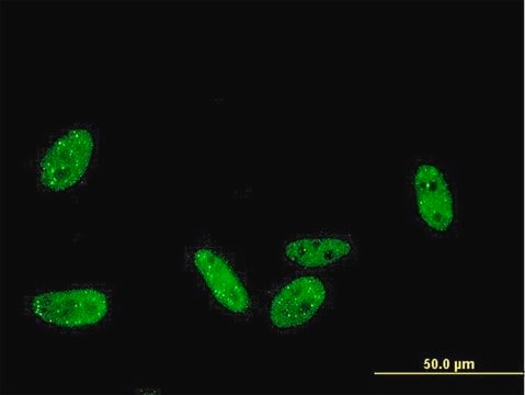 Monoclonal Anti-PRKRIP1 antibody produced in mouse clone 1F6-3C2, purified immunoglobulin, buffered aqueous solution