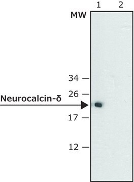 Anti-Neurocalcin-&#948; antibody produced in rabbit ~0.5&#160;mg/mL, affinity isolated antibody