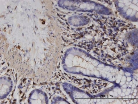 Monoclonal Anti-ACTRT2 antibody produced in mouse clone 2E10, purified immunoglobulin, buffered aqueous solution