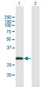 Anti-CITED2 antibody produced in mouse purified immunoglobulin, buffered aqueous solution