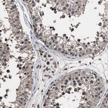 Anti-RSBN1L antibody produced in rabbit Prestige Antibodies&#174; Powered by Atlas Antibodies, affinity isolated antibody, buffered aqueous glycerol solution, Ab2