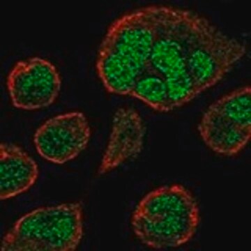 Anti-ZNF560 antibody produced in rabbit Prestige Antibodies&#174; Powered by Atlas Antibodies, affinity isolated antibody, buffered aqueous glycerol solution