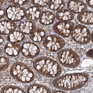 Anti-RNF150 antibody produced in rabbit Prestige Antibodies&#174; Powered by Atlas Antibodies, affinity isolated antibody, buffered aqueous glycerol solution