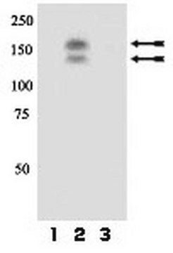 Anti-phospho-Met (Tyr1230/Tyr1234/Tyr1235) Antibody Upstate&#174;, from rabbit