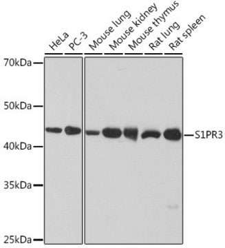 Anti-S1PR3 antibody produced in rabbit