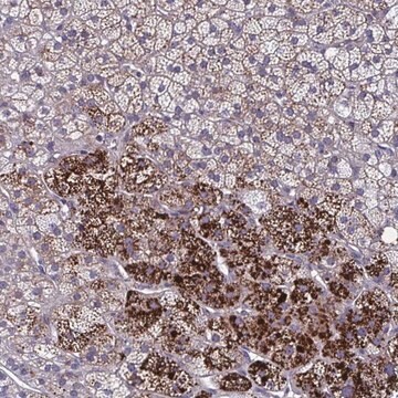 Anti-LRRC38 antibody produced in rabbit Prestige Antibodies&#174; Powered by Atlas Antibodies, affinity isolated antibody, buffered aqueous glycerol solution