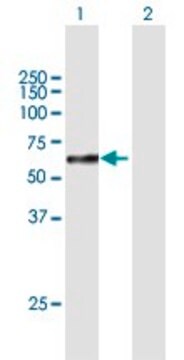 Anti-SOX10 antibody produced in mouse purified immunoglobulin, buffered aqueous solution