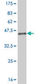 Monoclonal Anti-NEDD4L antibody produced in mouse clone 1D2, purified immunoglobulin, buffered aqueous solution