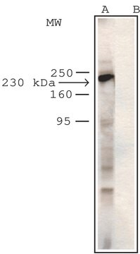 Anti-Myosin IX/Myr5 antibody produced in rabbit IgG fraction of antiserum, buffered aqueous solution