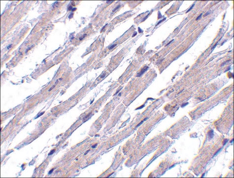 Anti-Bcl-rambo antibody produced in rabbit affinity isolated antibody, buffered aqueous solution