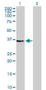 Anti-AGPAT4 antibody produced in mouse purified immunoglobulin, buffered aqueous solution