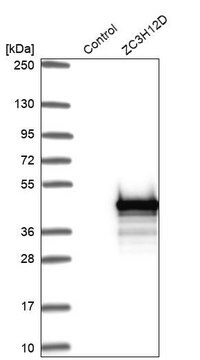 Anti-ZC3H12D antibody produced in rabbit Prestige Antibodies&#174; Powered by Atlas Antibodies, affinity isolated antibody, buffered aqueous glycerol solution