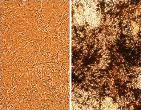 Canine Osteoblasts: CnOb (Cryovial)