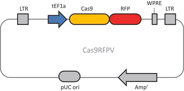 Cas9 RFP Lentiviral Particles