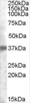 Anti-TROP2 antibody produced in goat affinity isolated antibody, buffered aqueous solution