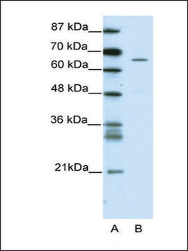 Anti-ZNF205 antibody produced in rabbit IgG fraction of antiserum