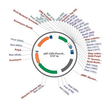 PSF-CMV-PURO-NH2-HIS6 - N-TERMINAL 6 HIS TAG MAMMALIAN PLASMID plasmid vector for molecular cloning