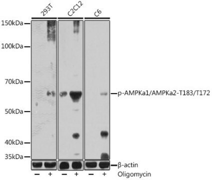 Anti-Phospho-AMPKa1/AMPKa2-T183/T172 antibody produced in rabbit