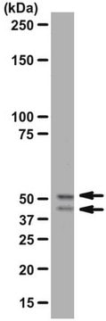 Anti-GSK3&#945;/&#946; Antibody, rabbit monoclonal culture supernatant, from rabbit