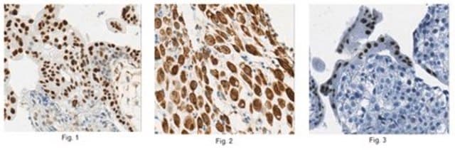 Anti-Hexim 1 Antibody, clone 10D2.1 clone 10D2.1, from mouse