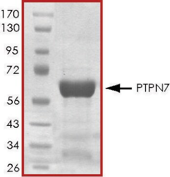 PTPN7, active, GST tagged human recombinant, expressed in E. coli, &#8805;70% (SDS-PAGE), buffered aqueous glycerol solution