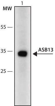 Anti-ASB13 (215-225) antibody produced in rabbit IgG fraction of antiserum