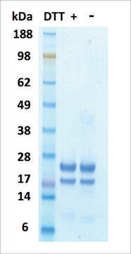 IL-1&#946; human recombinant, expressed in HEK 293 cells, &#8805;95% (SDS-PAGE)