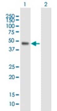 Anti-WDR19 antibody produced in mouse purified immunoglobulin, buffered aqueous solution