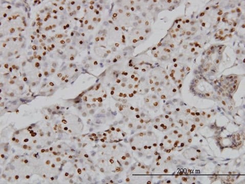 Monoclonal Anti-CMAS antibody produced in mouse clone 5A2, purified immunoglobulin, buffered aqueous solution