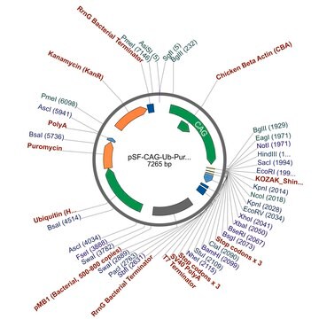 PSF-CAG-UB-PURO - CAG PROMOTER PUROMYCIN RESISTANT VECTOR plasmid vector for molecular cloning