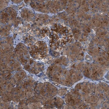 Anti-CYB5D1 antibody produced in rabbit Prestige Antibodies&#174; Powered by Atlas Antibodies, affinity isolated antibody, buffered aqueous glycerol solution