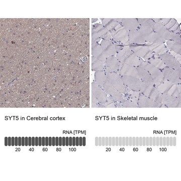 Anti-SYT5 Prestige Antibodies&#174; Powered by Atlas Antibodies, affinity isolated antibody