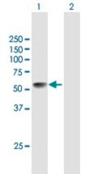 Anti-LRRC17 antibody produced in mouse purified immunoglobulin, buffered aqueous solution