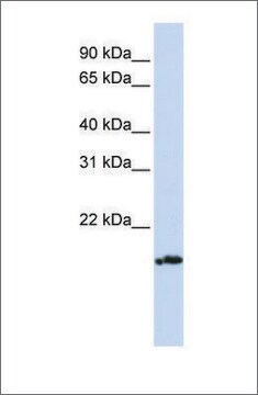 Anti-PLDN antibody produced in rabbit affinity isolated antibody