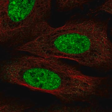 Anti-CPEB3 antibody produced in rabbit Prestige Antibodies&#174; Powered by Atlas Antibodies, affinity isolated antibody