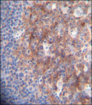 ANTI-MARCO (N-TERM) antibody produced in rabbit IgG fraction of antiserum, buffered aqueous solution