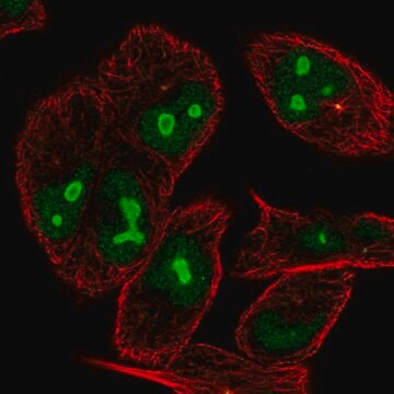 Anti-NIN antibody produced in rabbit Prestige Antibodies&#174; Powered by Atlas Antibodies, affinity isolated antibody