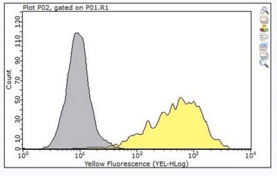 Anti-ADAM 12 Antibody, clone 6E6 clone 6E6, from mouse