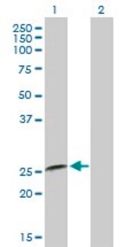 Anti-IFNA8 antibody produced in mouse purified immunoglobulin, buffered aqueous solution