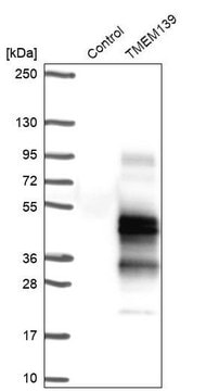 Anti-TMEM139 antibody produced in rabbit Prestige Antibodies&#174; Powered by Atlas Antibodies, affinity isolated antibody, buffered aqueous glycerol solution