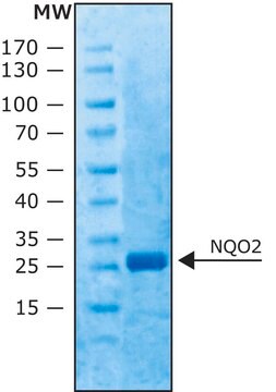 Quinone Oxidoreductase 2 (NQO2) human recombinant, expressed in E. coli, &#8805;90% (SDS-PAGE), &#8805;100&#160;units/mg protein