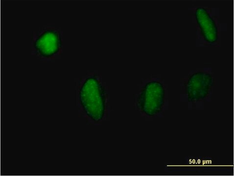 Anti-MSL3L1 antibody produced in mouse purified immunoglobulin, buffered aqueous solution